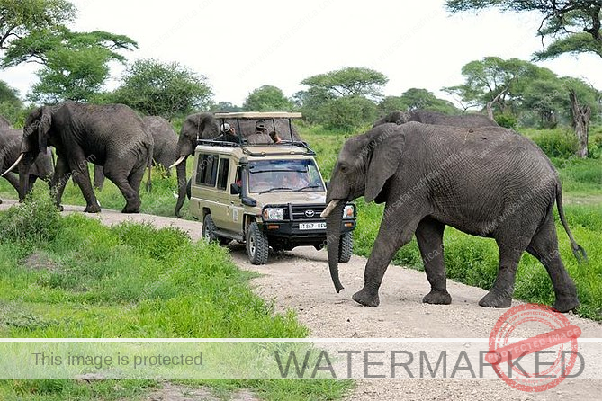 The Best Places to See Elephants in Africa