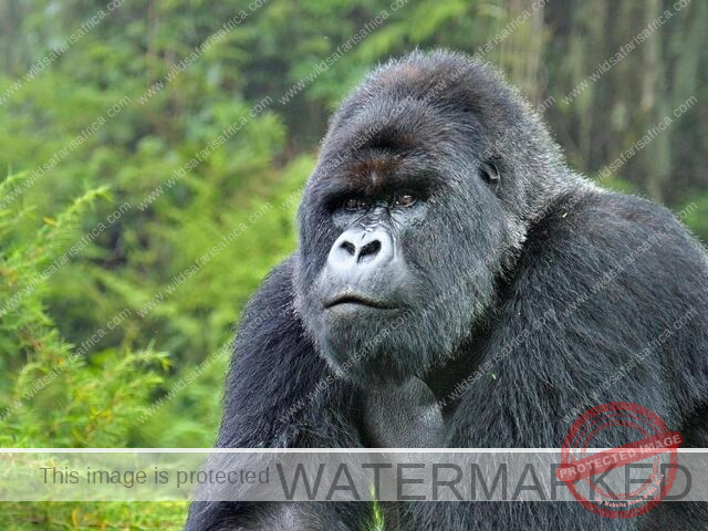 Mountain Gorilla (Gorilla beringei) silverback in Susa group, Rwanda - Wild Safaris Africa