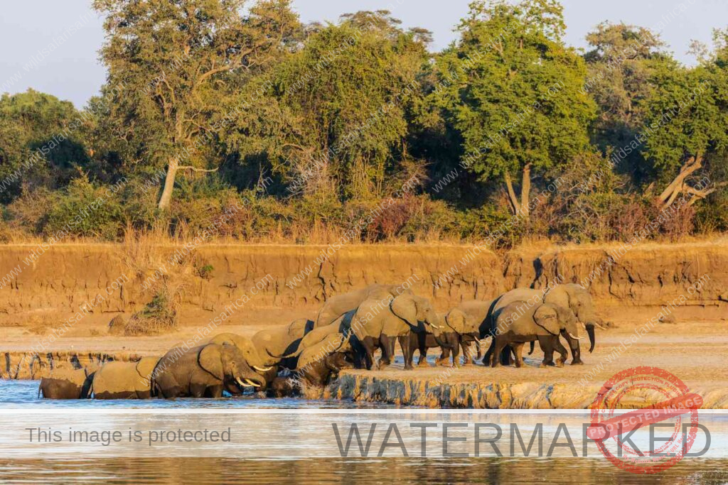 12 Days of Zambezi River & South Luangu National Park