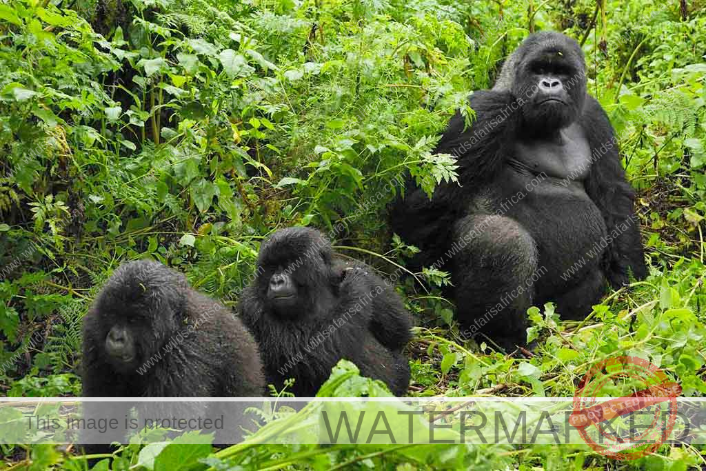 Is It Safe to See Gorillas in Rwanda? - Wild Safaris Africs