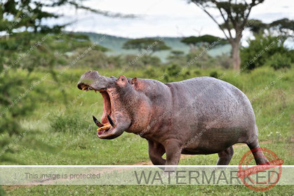 The Best Places to See Elephants in Africa