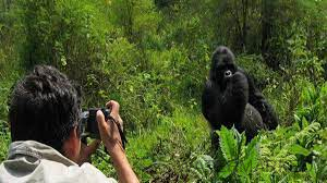  Mountain Gorillas in Rwanda - Wild Safaris Africa