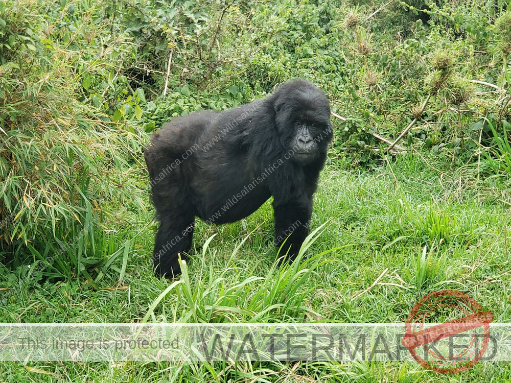 2 Days Mountain Gorilla Safari Rwanda